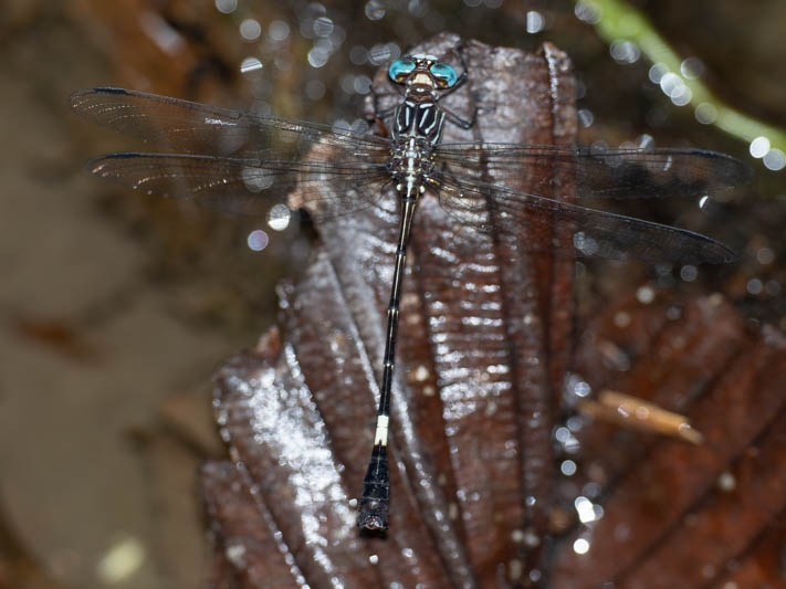 Epigomphus subobtusus (Common Knobtail).jpg